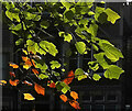 ST5774 : Leaves, Redland Green by Derek Harper