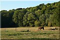 Pastures, Lambourn