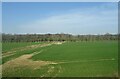 Crop field, West Grimstead