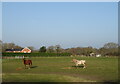 Grazing off Christchurch Road