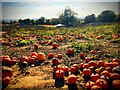 Rogate pumpkin patch