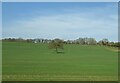 Crop field near Windrush Farm