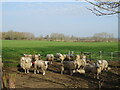 SU1511 : Sheep, North Gorley by JThomas