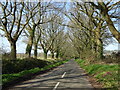 Tree lined road to North Street