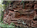 Triassic red sandstone at Higford in Shropshire