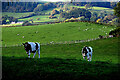 Cattle, Corick