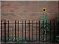 A sunflower on Trin Mills