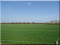 Crop field off Netherhampton Road