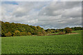 Farmland adjacent to Hitch Wood, Langley (Herts)