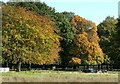 SK5239 : Autumn colours, Wollaton Park by Alan Murray-Rust