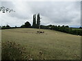 Grazing cattle in a parched field, Hanley Child