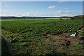 Farmland on Papplewick Moor