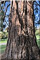 SP7087 : Giant Redwood by Bob Harvey