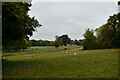 Letton: Sheep grazing in Letton Hall Park