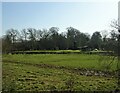 Grazing near Bindon Mill