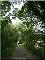 Taff Trail in woods above Rhydyfelin