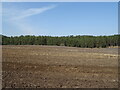 Ploughed field towards Duddle Plantation