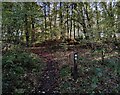 North Worcestershire Path in Eymore Wood