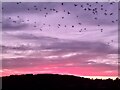 Sunset and birds