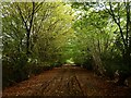 Warbleton 21b Public Bridleway