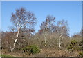 Birch trees beside Puddletown Road