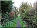 Autumn colours beside the path