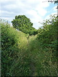 SK1505 : Summer bridleway across fields near Jerry's Lane by Richard Law