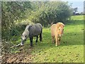 Gower ponies