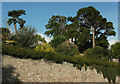 Pine trees, Hollicombe