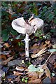 SO7536 : Fungi in woodland by Philip Halling