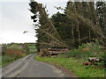 Storm damaged shelterbelt