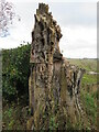 Rotten Beech stump