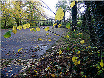 H4772 : Fallen leaves, Cranny car park by Kenneth  Allen