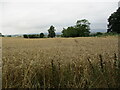 Wheat field near Nun Upton