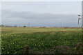 Romney Marsh farmland