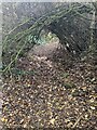 Autumn footpath