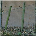 Robin on a fence