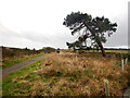 NZ0645 : Pine tree by the Waskerley Way at Red House by Andy Waddington