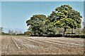 Tillingham: Harvested field