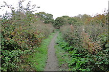 TM5495 : Brambles with ripening fruit line to path by Adrian S Pye