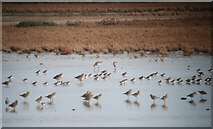 TG0644 : Wading birds on Arnold's Marsh by Hugh Venables