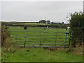 Cows in a field with a distant farm