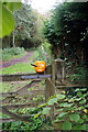 Bentley Park Wood and a pumpkin