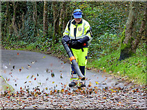 H4772 : Leaf blowing along the Highway to Health path by Kenneth  Allen