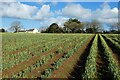 Farmland, Ruanlanihorne