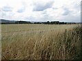 Farmland west of Sherborne