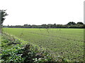 Trees marking the route of the former railway line (view south)