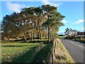 Roadside Copse