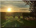 Cattle and gate along Arley Lane