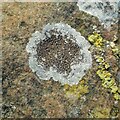 Lichen on rock